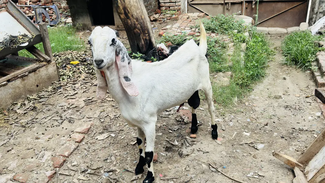 White Bakar For sale — photo 3