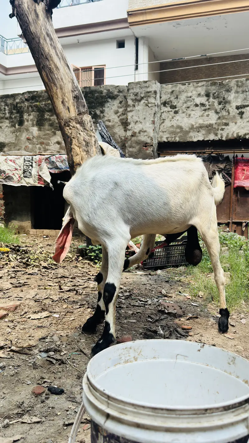 White Bakar For sale — photo 4