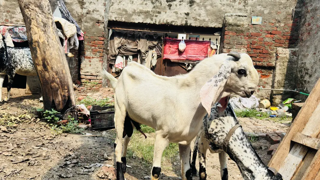White Bakar For sale — photo 5
