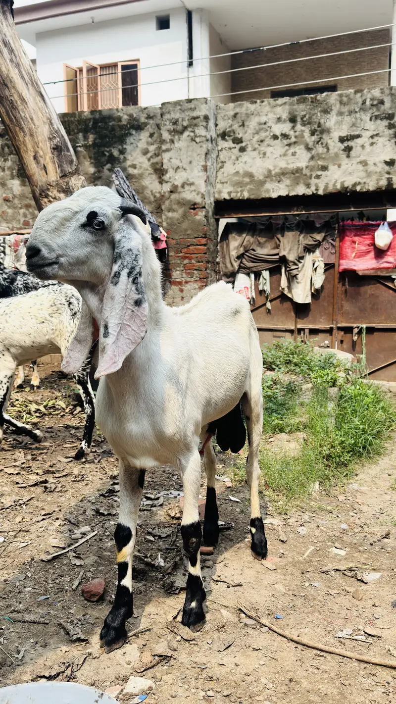 White Bakar For sale — photo 6