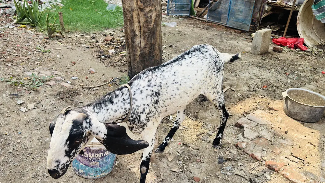 White Bakar For sale — photo 7