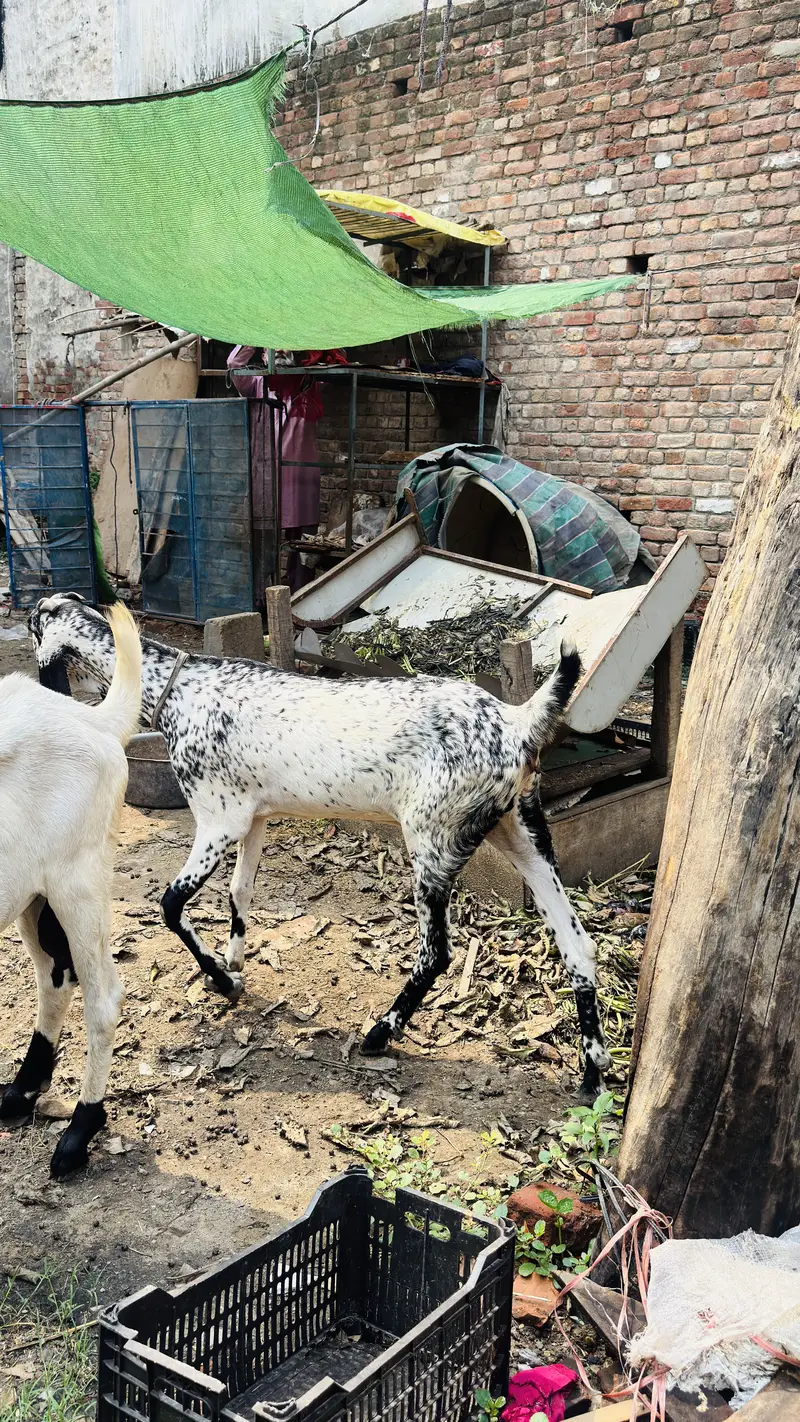 White Bakar For sale — photo 8