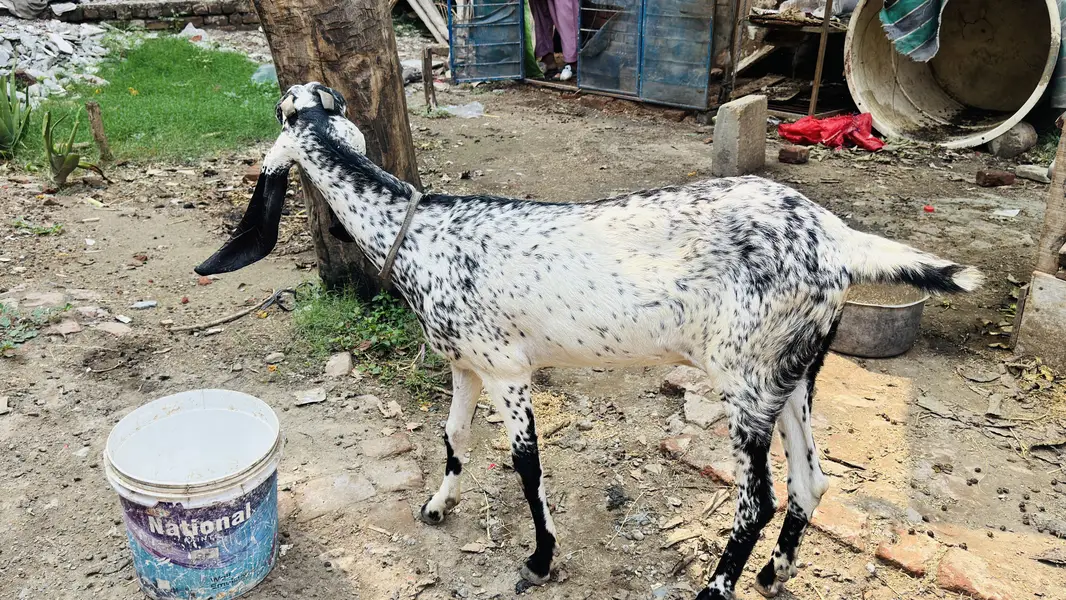 White Bakar For sale — photo 9