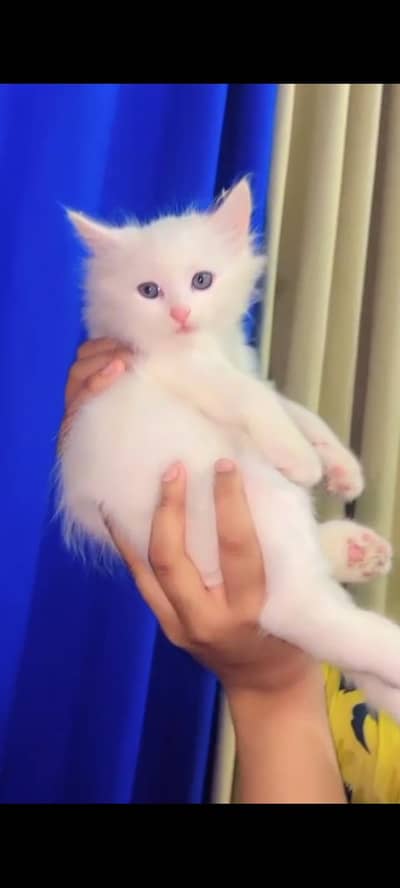 persian male kittens