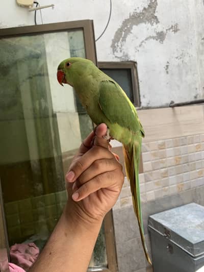 Ring neck hand tamed for sale