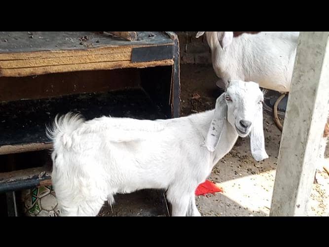 bakra 0