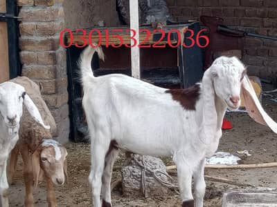 bakra