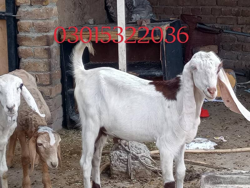 bakra 1