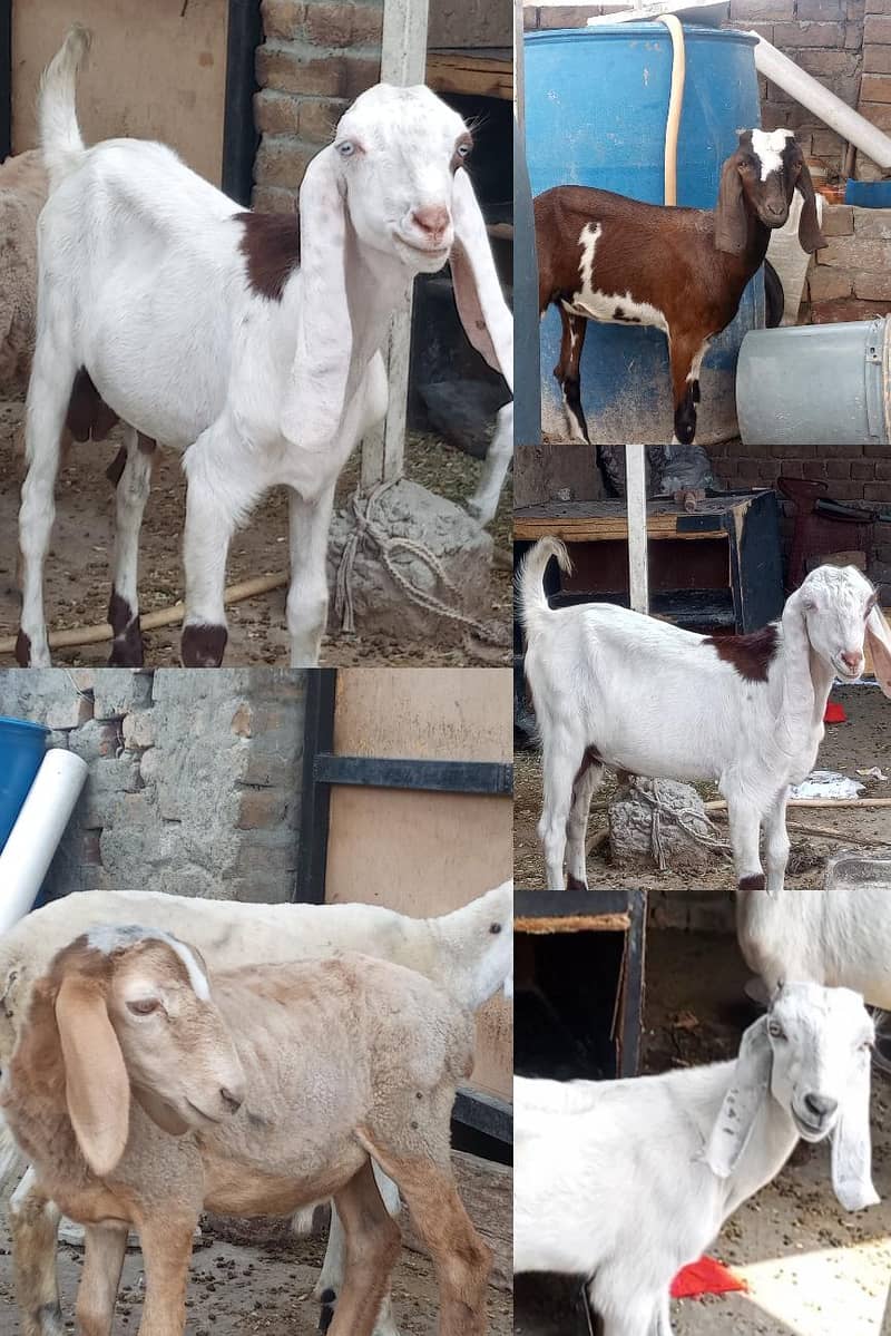bakra 2
