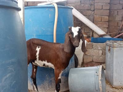 bakra