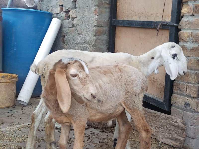 bakra 4