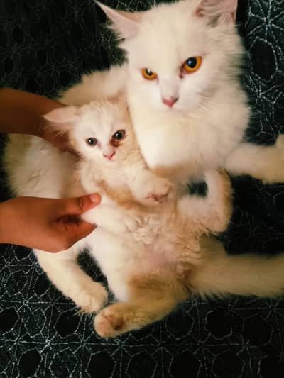Female cat with a 1.5 month kitten for sale
