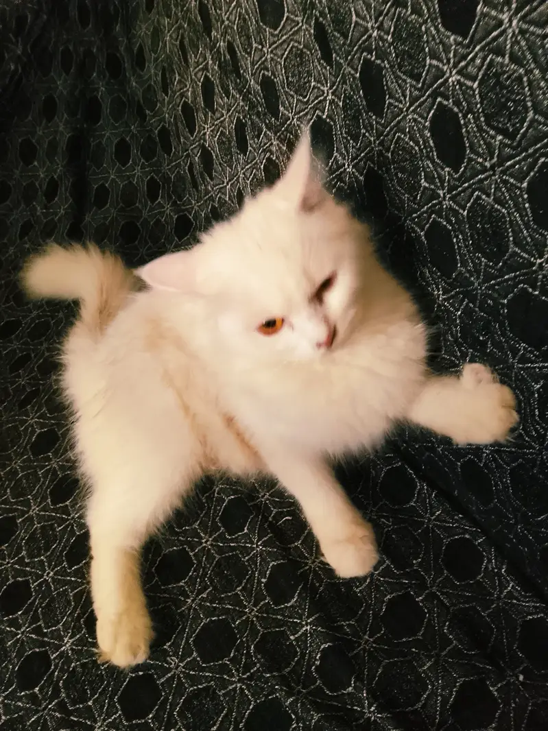 Female cat with a 1.5 month kitten for sale — photo 2