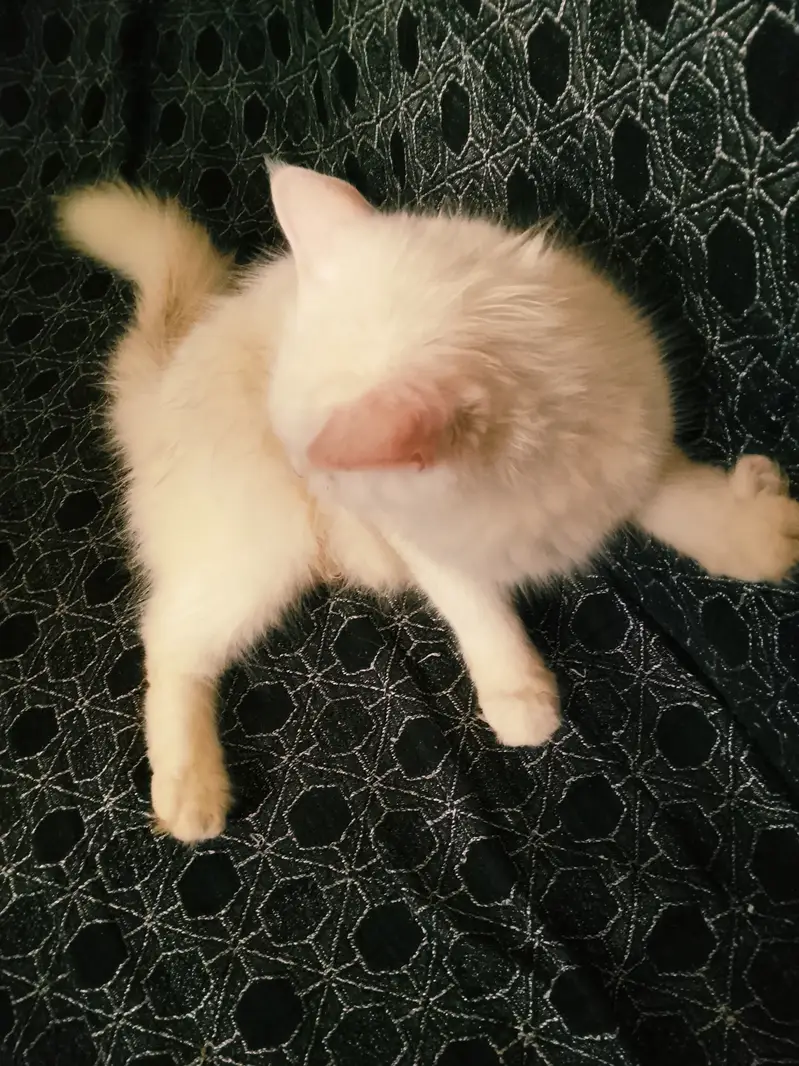 Female cat with a 1.5 month kitten for sale — photo 3