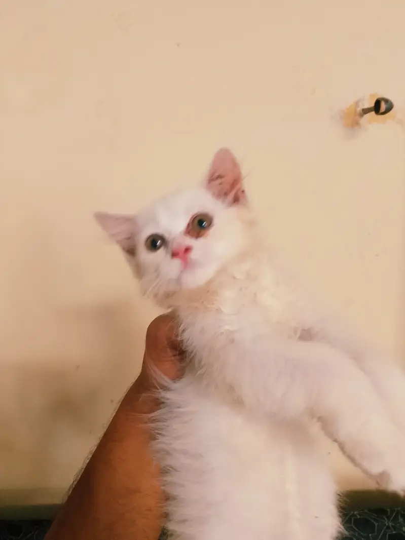 Female cat with a 1.5 month kitten for sale — photo 4