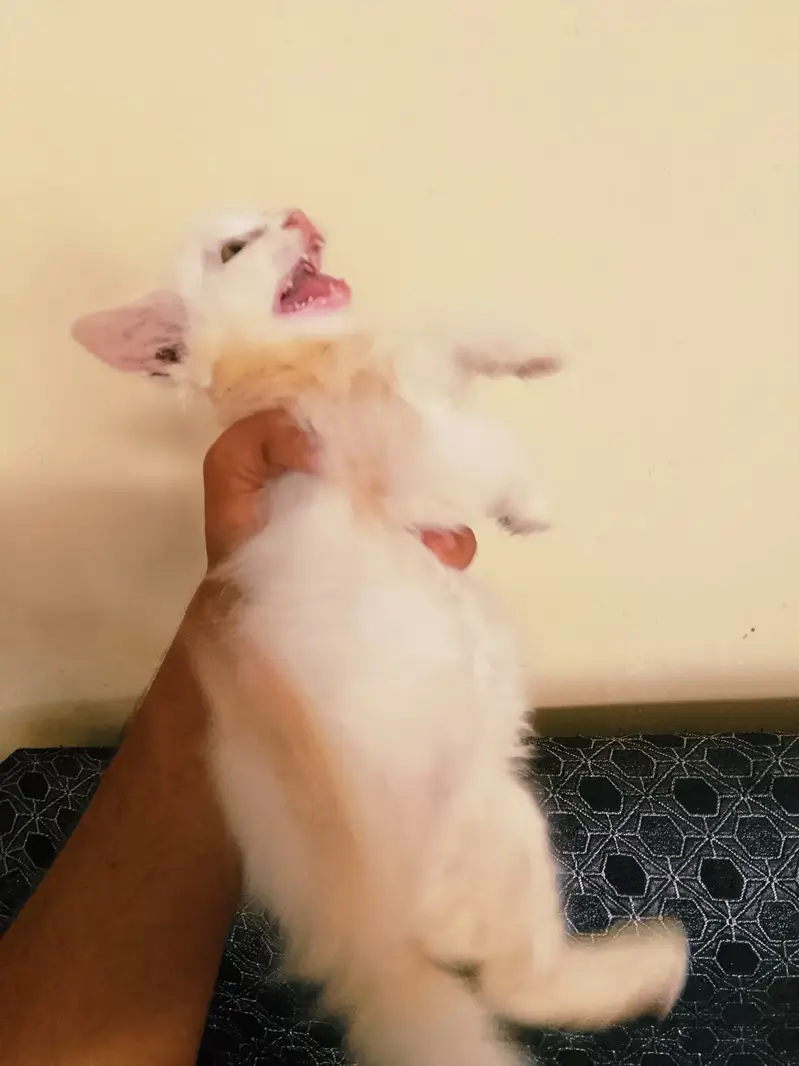Female cat with a 1.5 month kitten for sale — photo 5