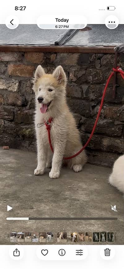 top quality Siberian husky pair available