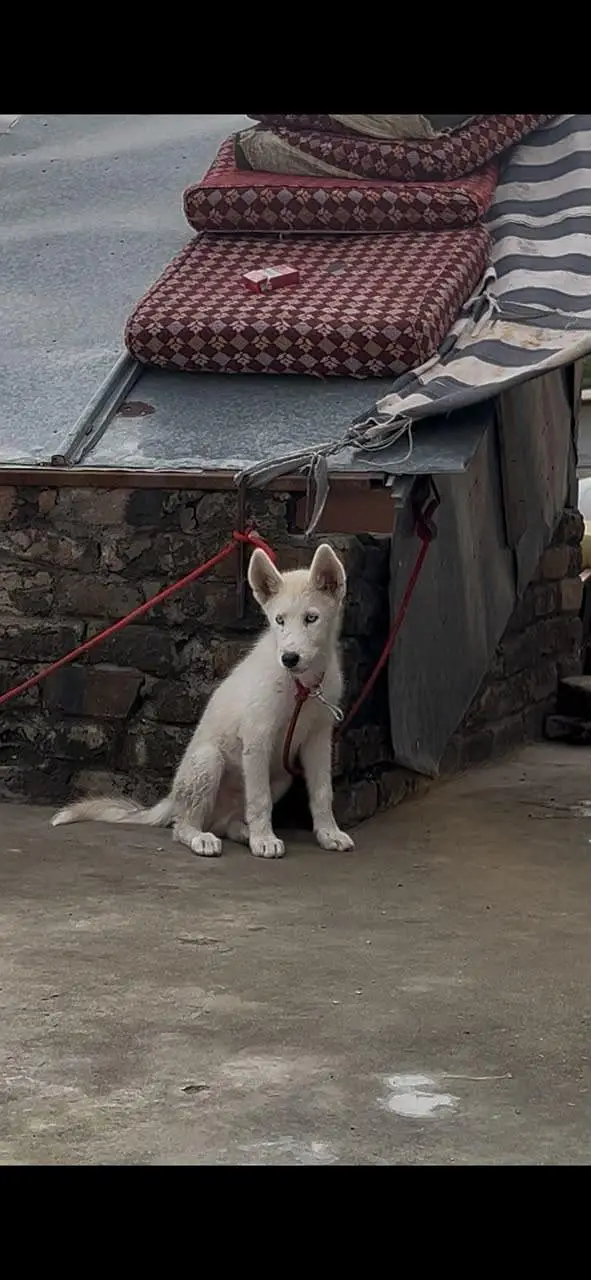 top quality Siberian husky pair available — photo 2