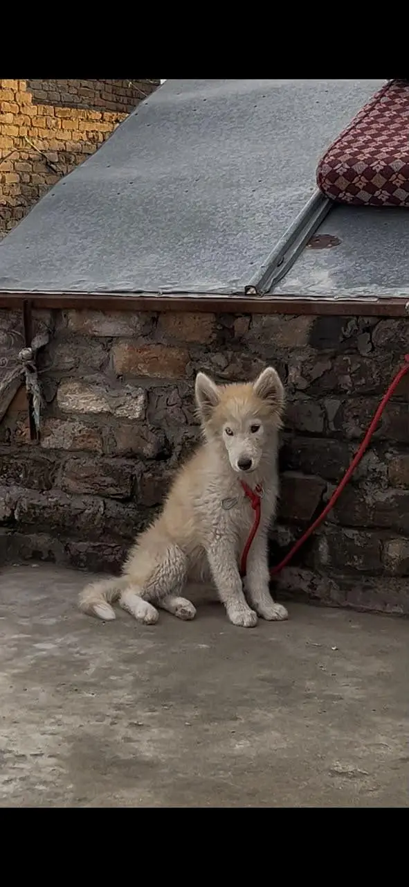 top quality Siberian husky pair available — photo 3