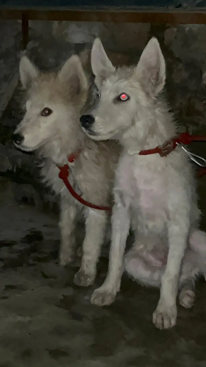 top quality Siberian husky pair available — photo 4