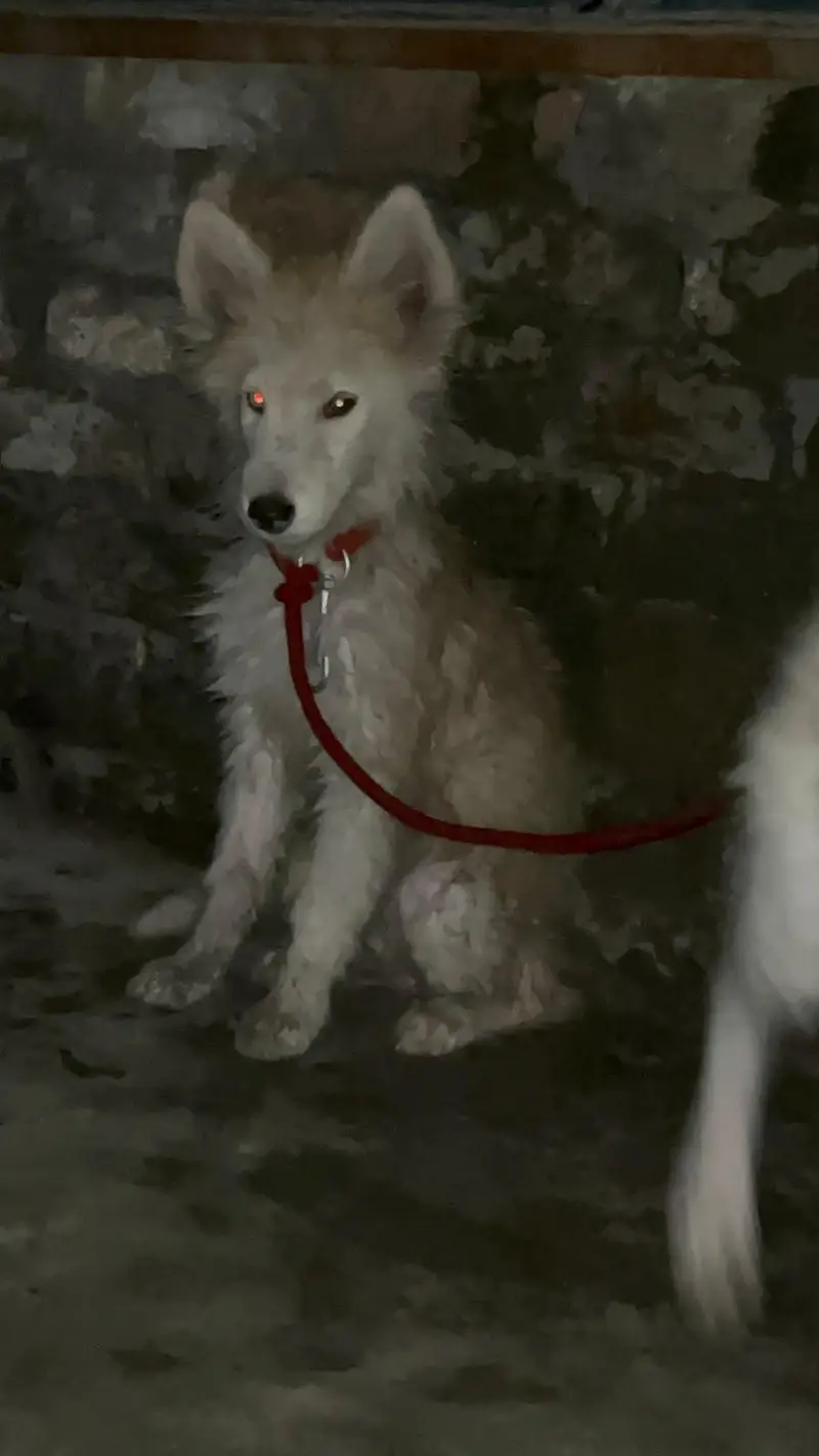top quality Siberian husky pair available — photo 5
