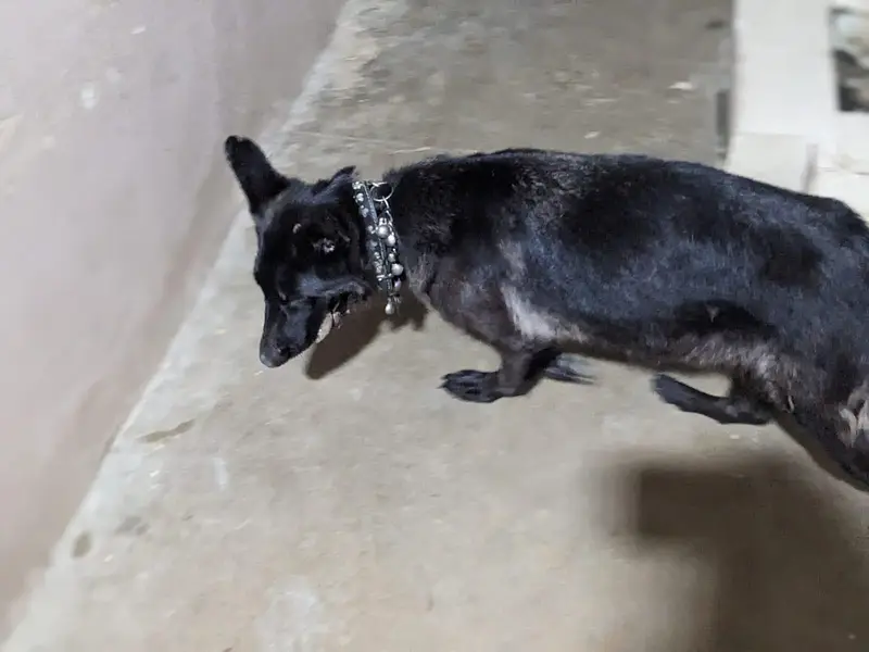 black shepherd female — photo 2