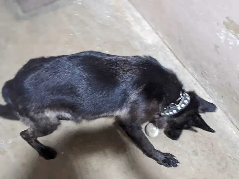 black shepherd female — photo 3