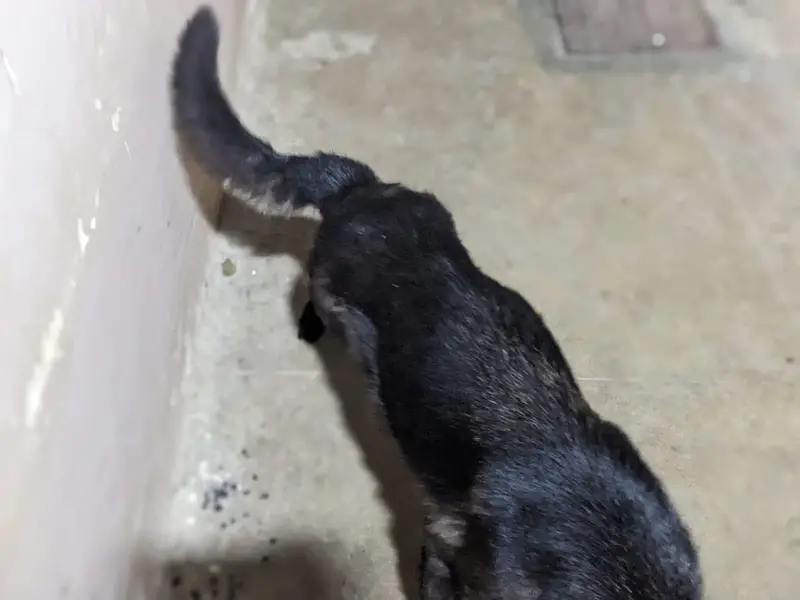 black shepherd female — photo 5