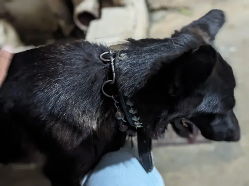 black shepherd female — photo 8