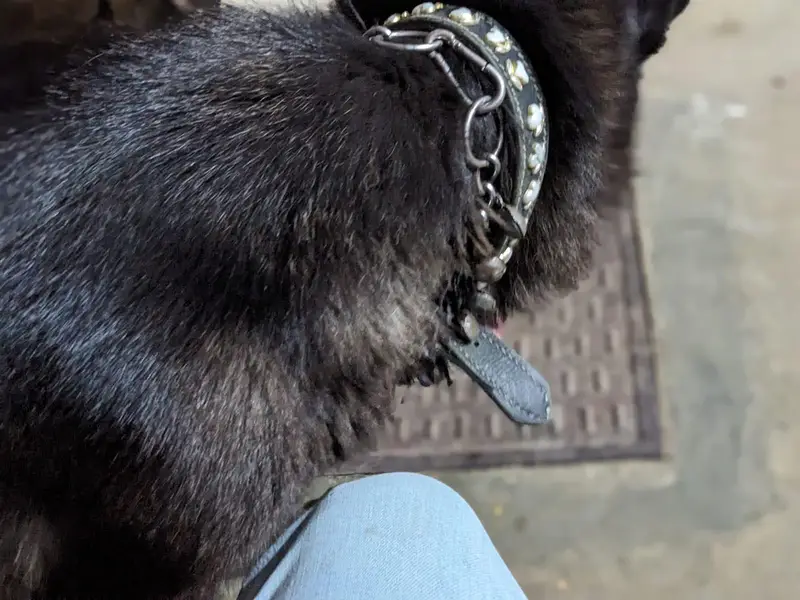 black shepherd female — photo 9