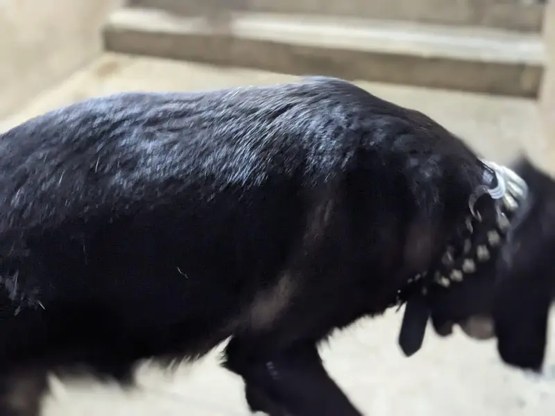 black shepherd female — photo 10