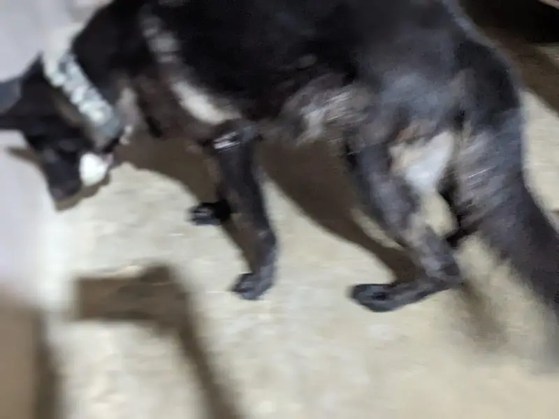 black shepherd female — photo 12