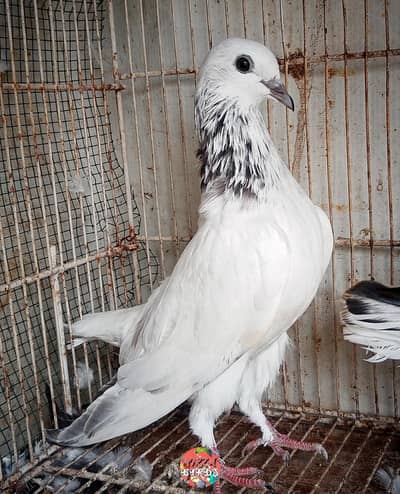 silver Bajrai, Laal Bajrai And Deobandi Kabootar For Sale