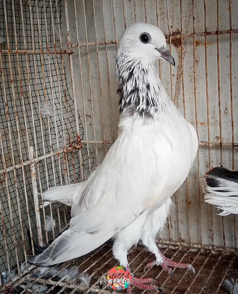 silver Bajrai, Laal Bajrai And Deobandi Kabootar For Sale