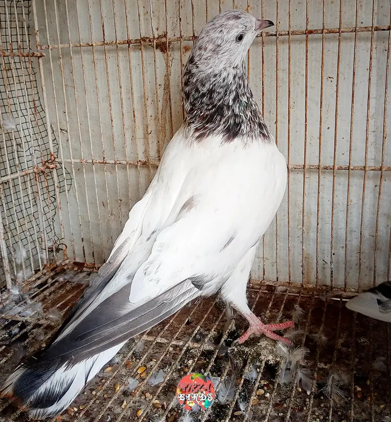 silver Bajrai, Laal Bajrai And Deobandi Kabootar For Sale — photo 2