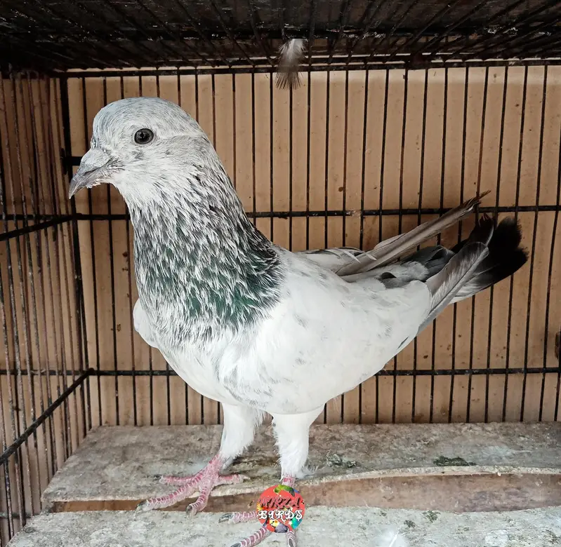 silver Bajrai, Laal Bajrai And Deobandi Kabootar For Sale — photo 3