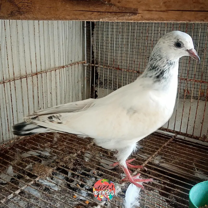 silver Bajrai, Laal Bajrai And Deobandi Kabootar For Sale — photo 4