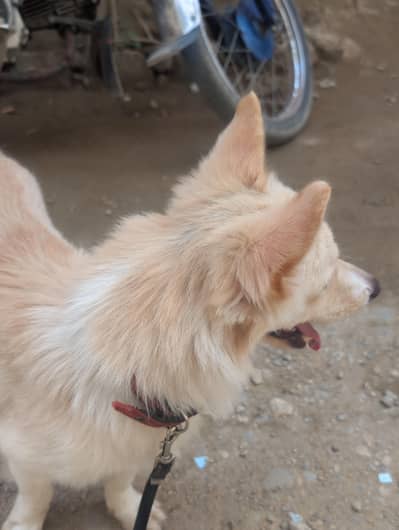Dog . . .