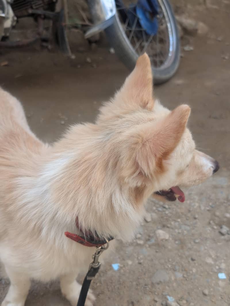 Dog . . . 0