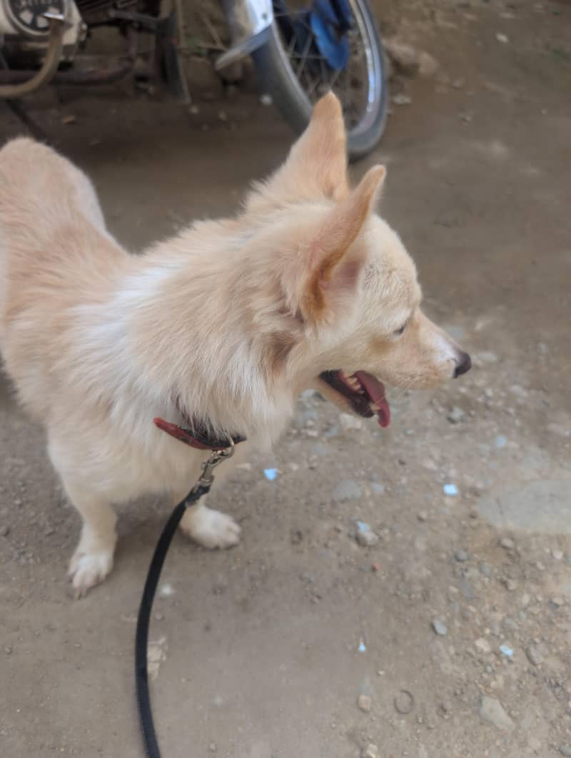Dog . . . 1