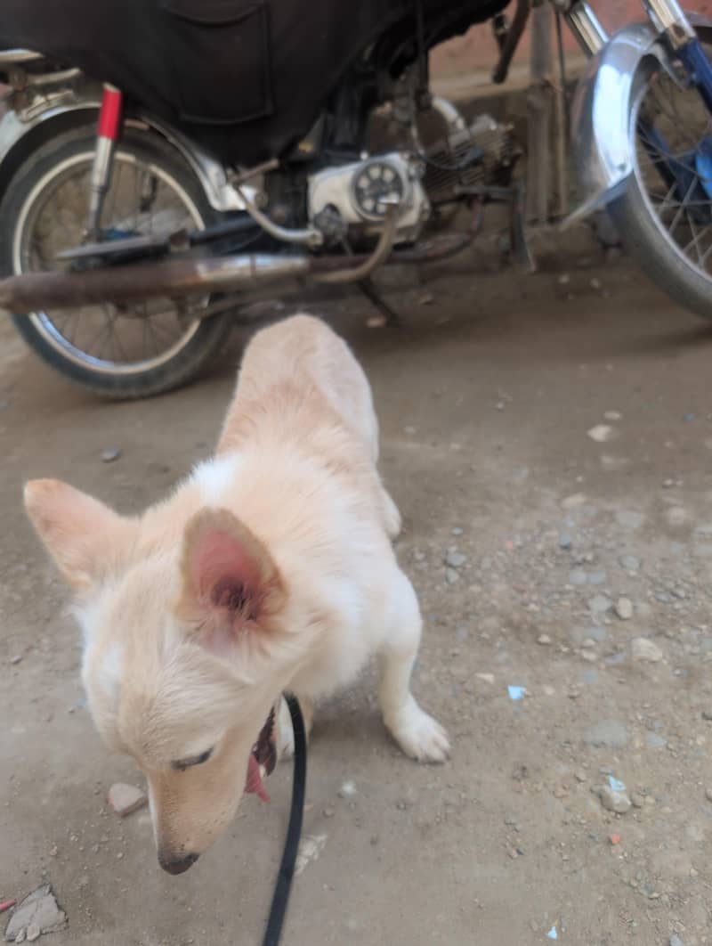 Dog . . . 2