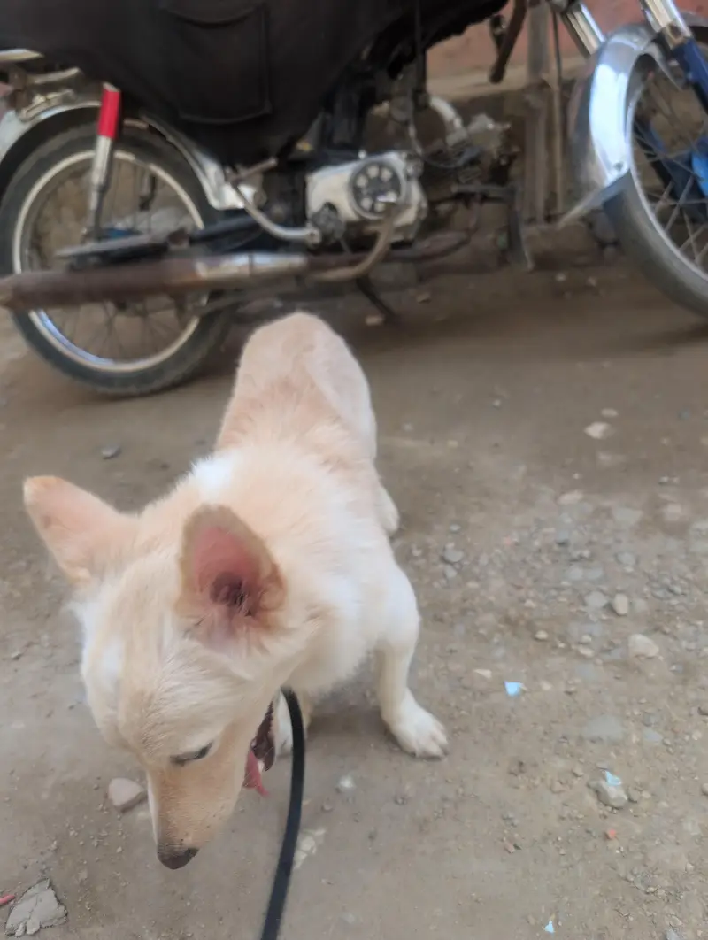 Dog . . . — photo 3