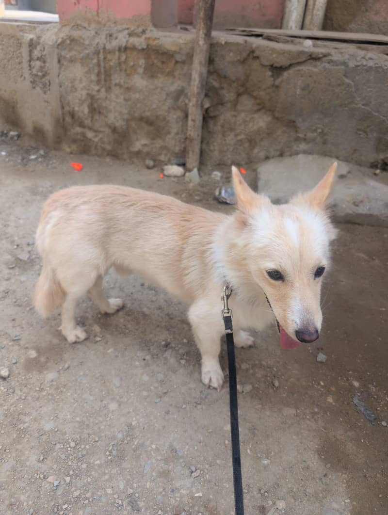 Dog . . . 3