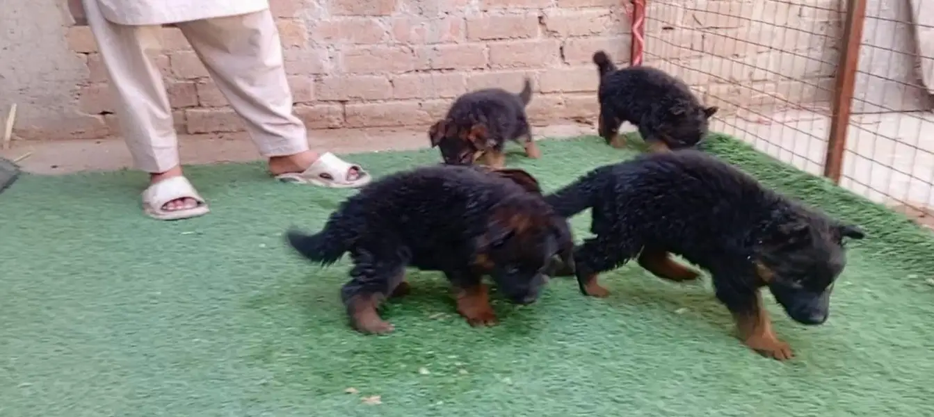 German puppy long cot — photo 2