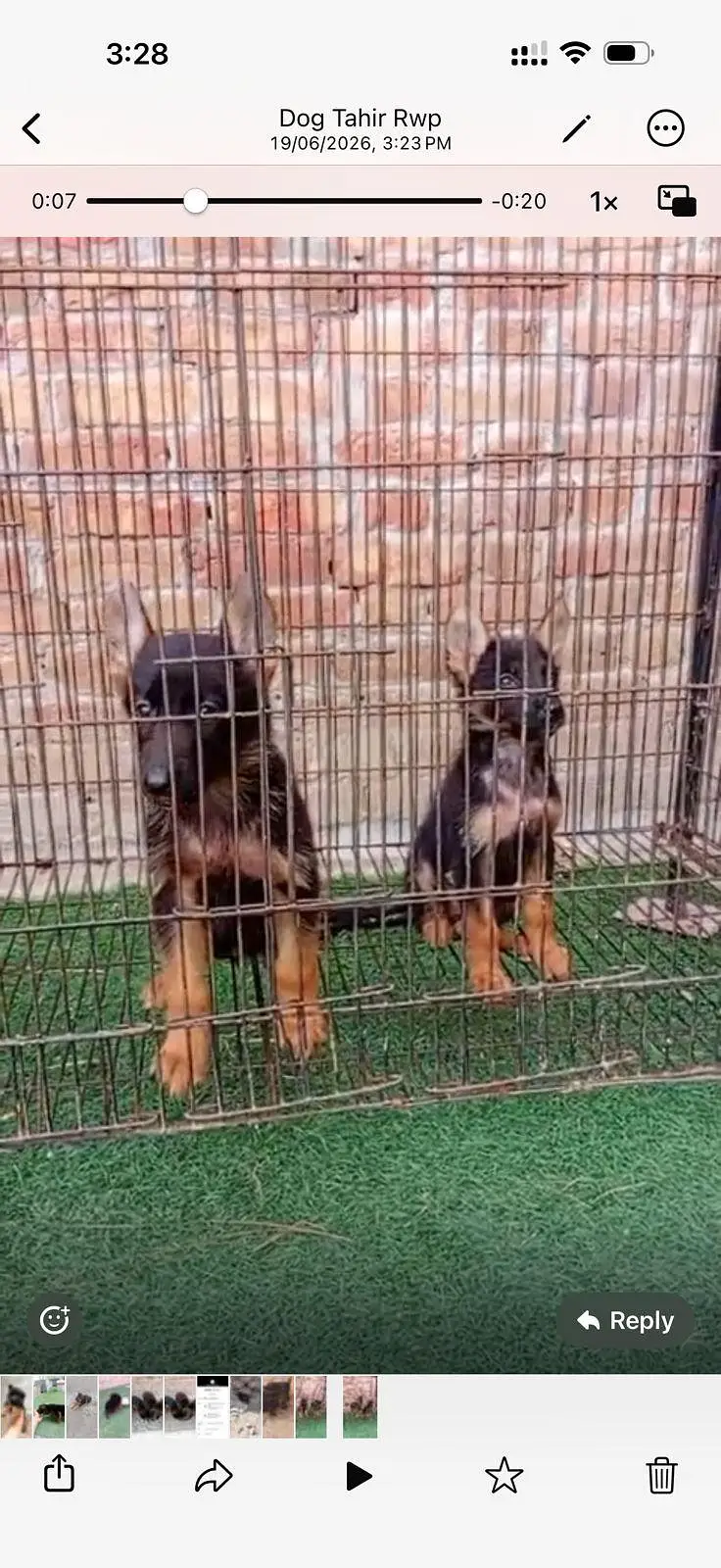 German puppy long cot — photo 3