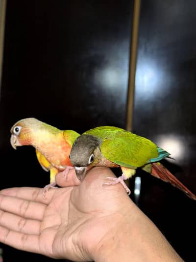 GREEN / PINEAPPLE CONURE