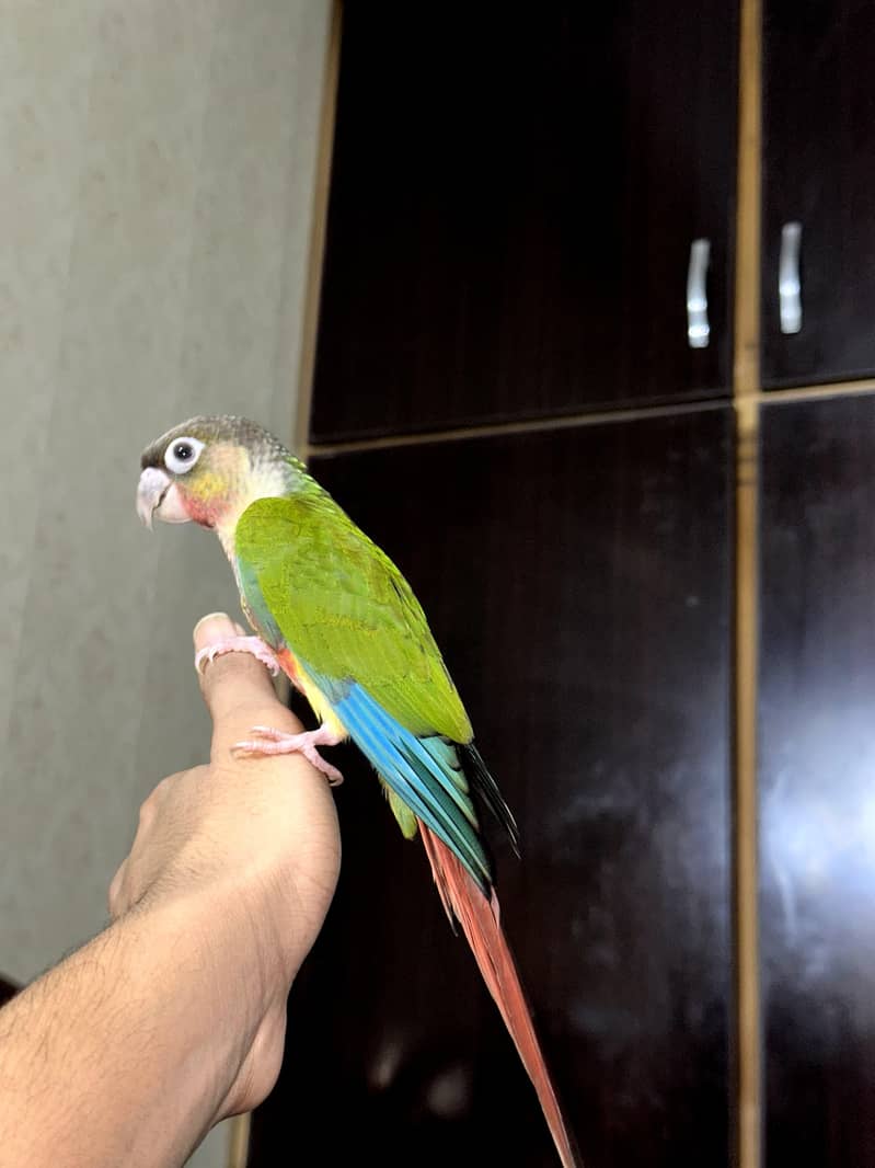 GREEN / PINEAPPLE CONURE 1