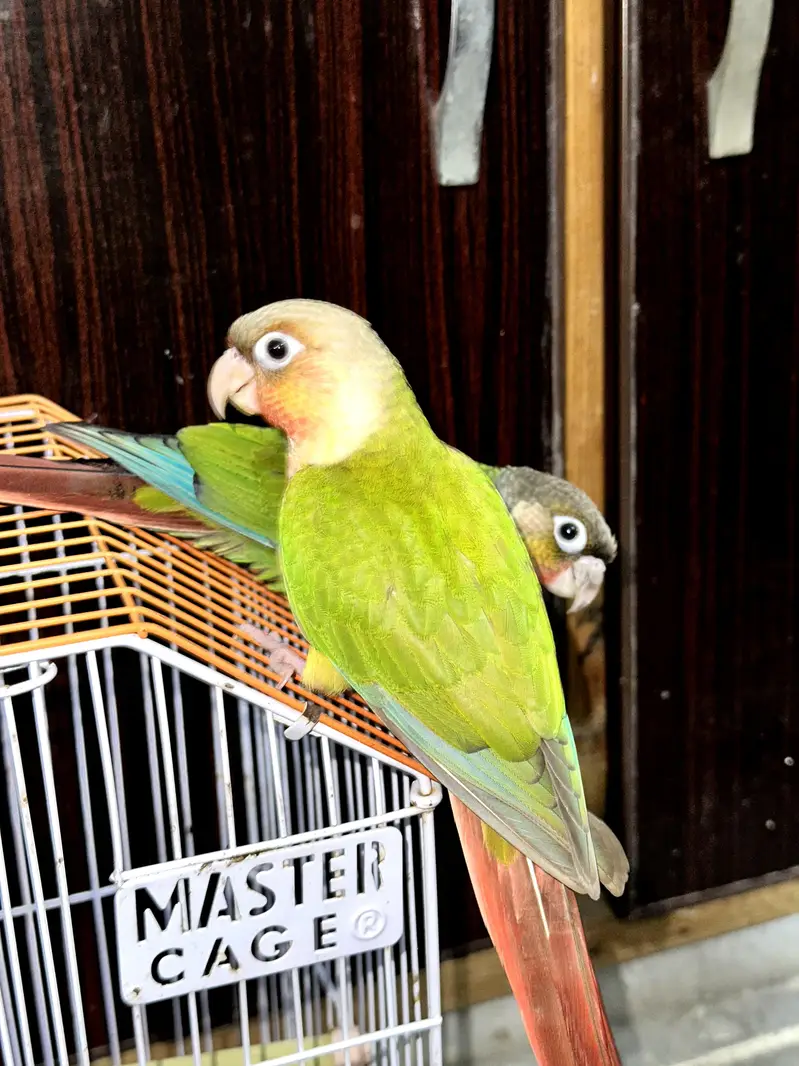 GREEN / PINEAPPLE CONURE — photo 3