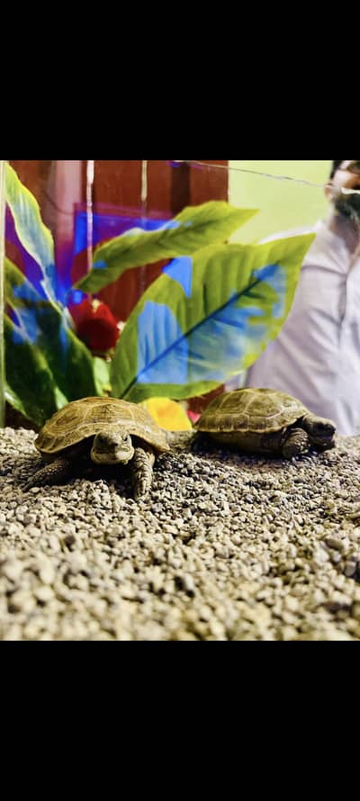 RUSSIAN TORTOISE PAIR, RUSSIAN TURTLE PAIR