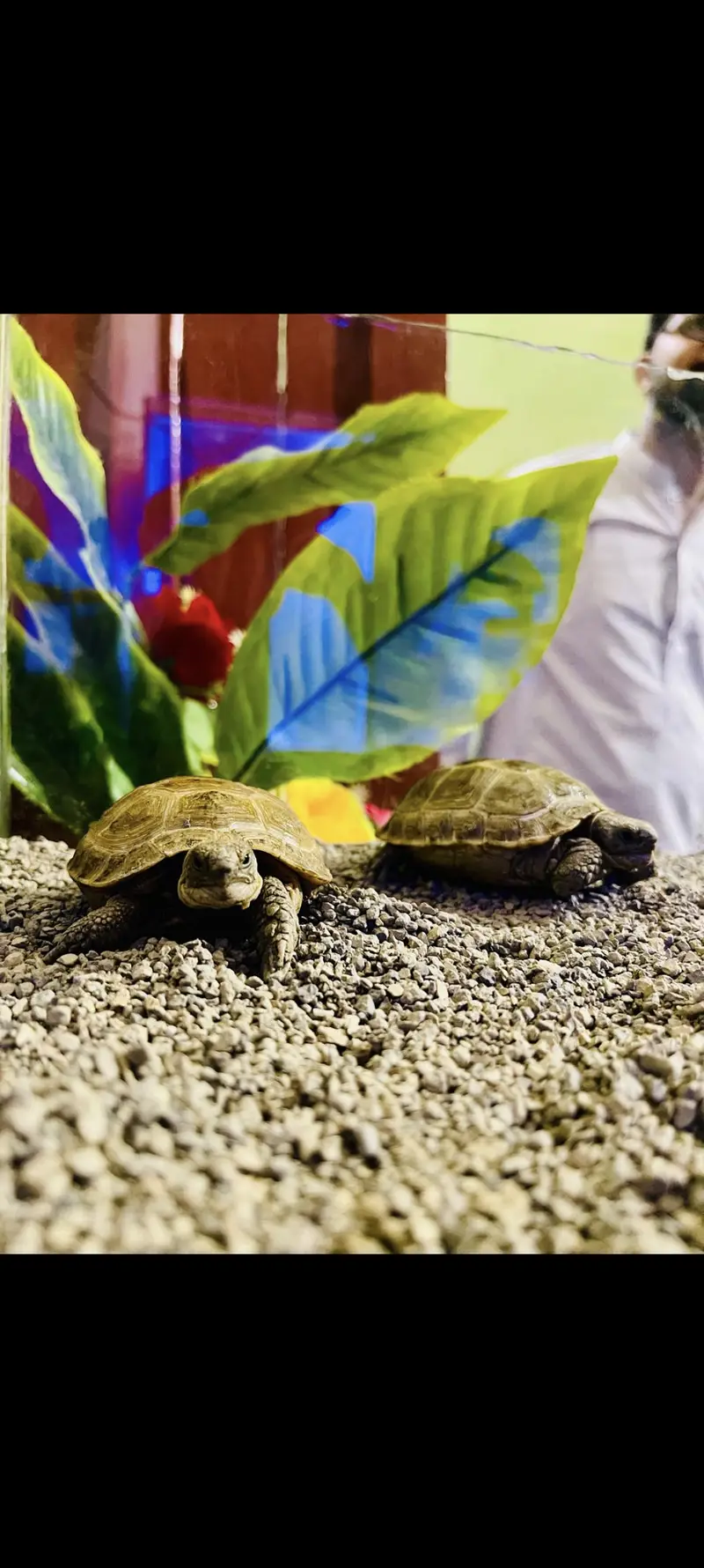 RUSSIAN TORTOISE PAIR, RUSSIAN TURTLE PAIR